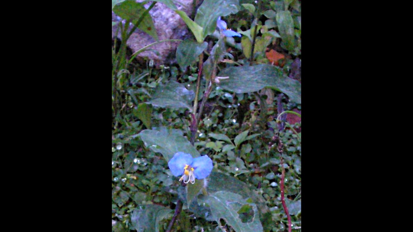 w006 Garden blue flower. Circular Road, San Fernando, Trinidad, TT w006_blue01_garden-blue-flower_circular road_san fernando_trinidad_TT_20111223_tobagojo@gmail.com_P1010020D_1366w_768h
